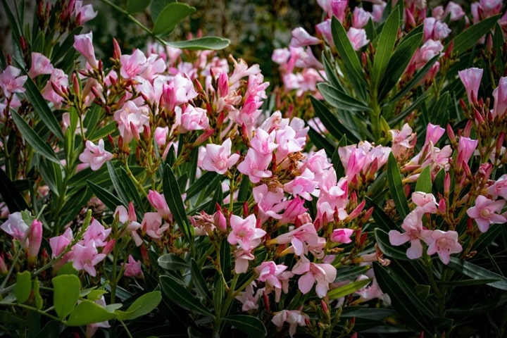 atmospheric impact of pink garden flowers