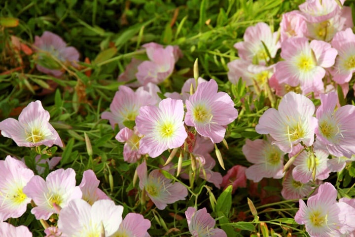 pink garden flowers biennials