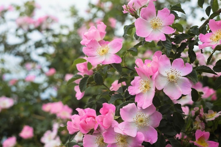pink garden perennials