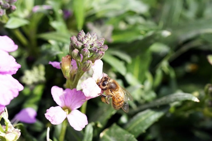nectar-rich plants for bees