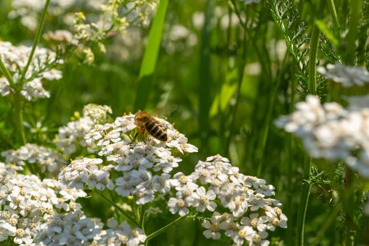 plants for bees pollinator friendly practices