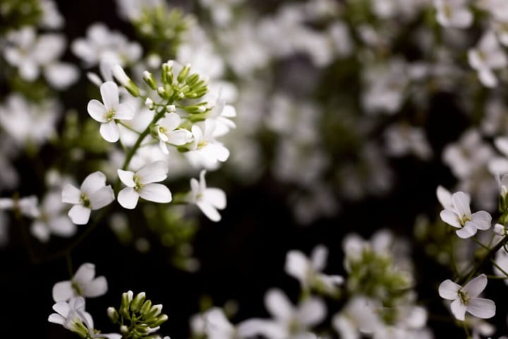 white blooming shrubs top white shrubs for polytunnel