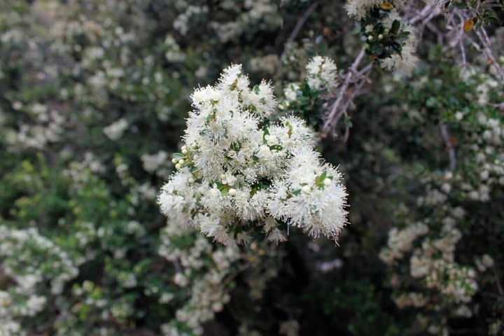 white blooming shrubs best for polytunnel