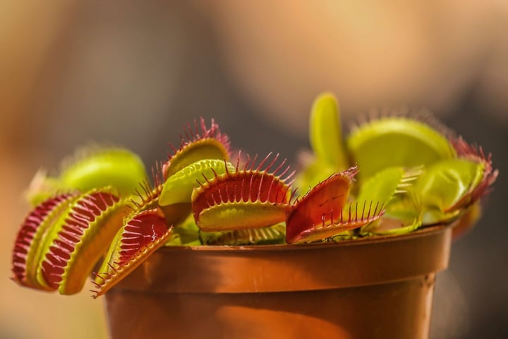 planting carnivorous plants caring