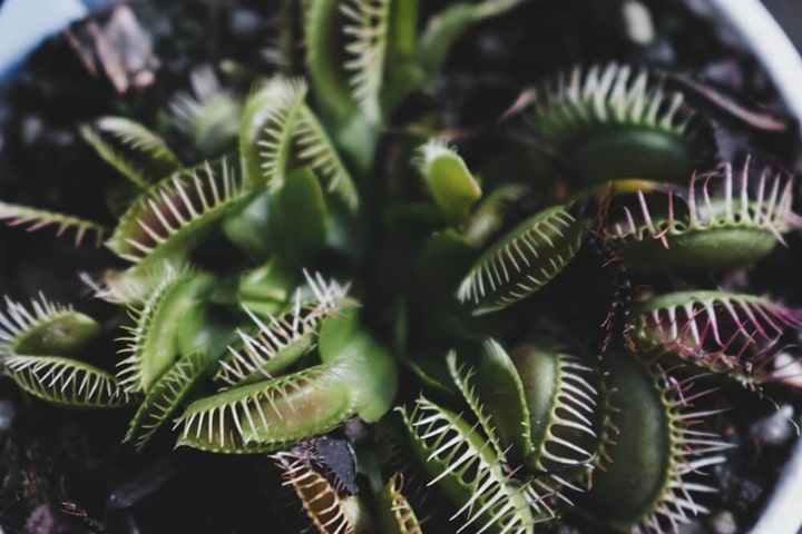 planting carnivorous plants key steps