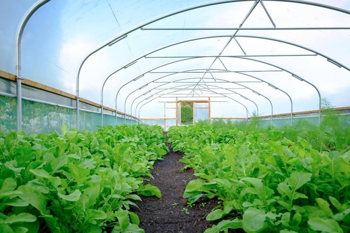 scotland agriculture polytunnels
