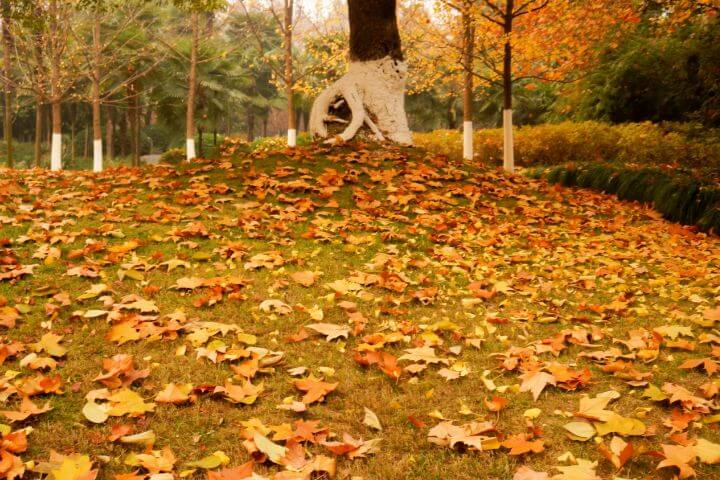autumn garden