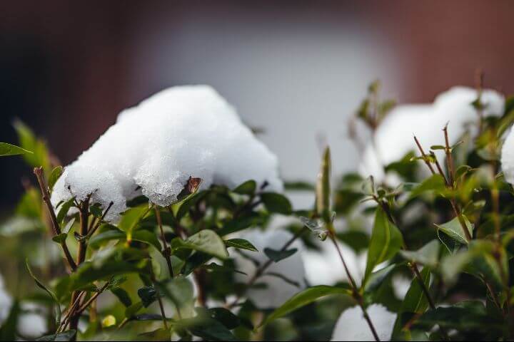 winter crops