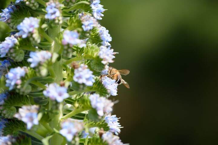 best flowers for attracting pollinators