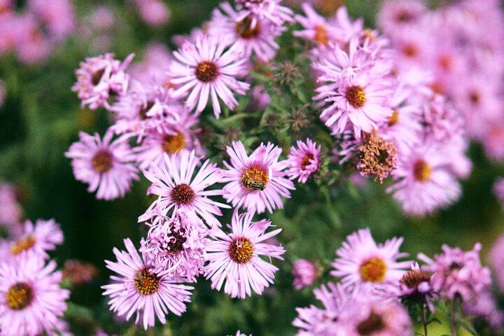 growing echinacea
