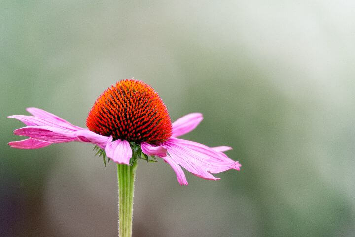 growing echinacea close up