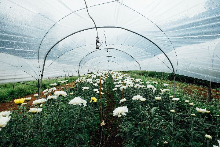 quality polytunnel