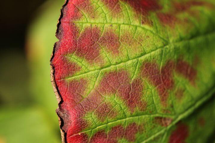 closeup shot green red leaf blurred background