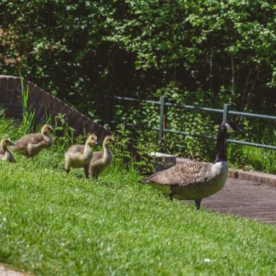 garden mammals