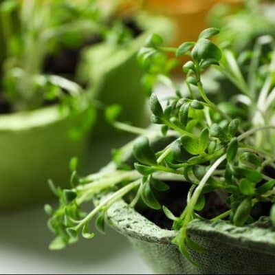growing micro vegetables