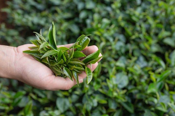 growing tea in the uk
