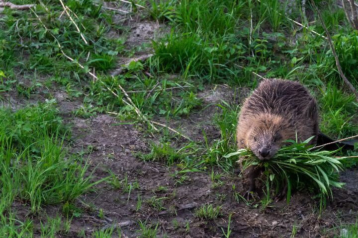 how to attract animals to your garden