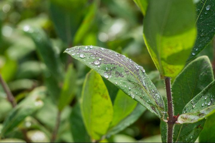 nitrogen cycle in garden