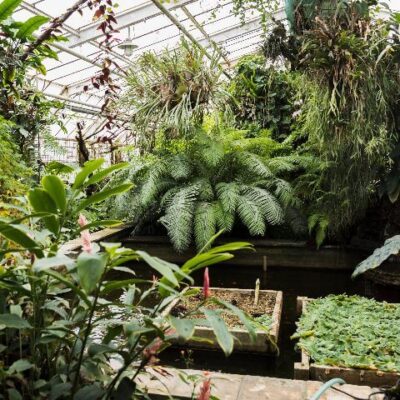 planting tropical in uk
