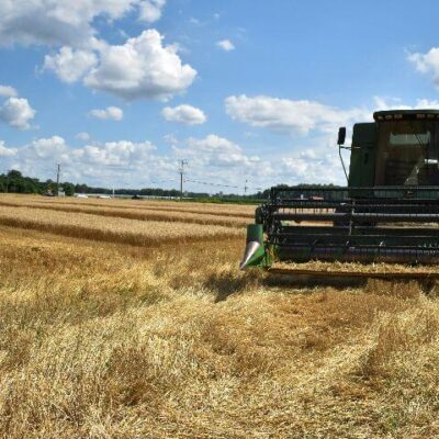 succession planting and harvesting