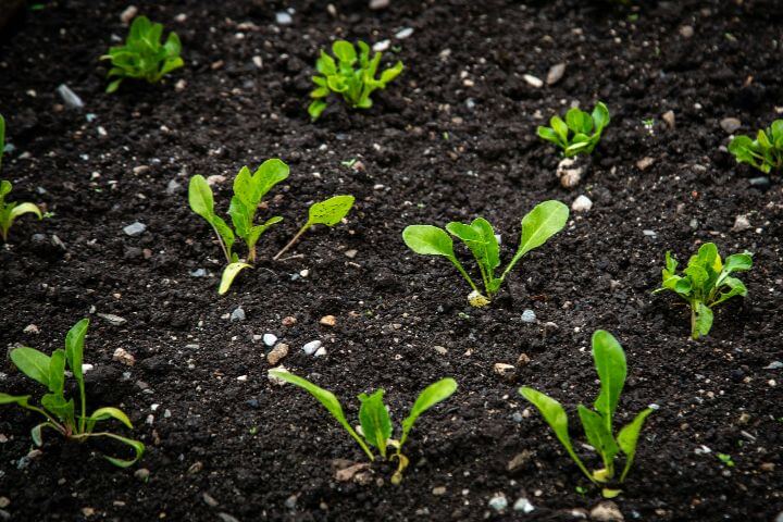 succession planting