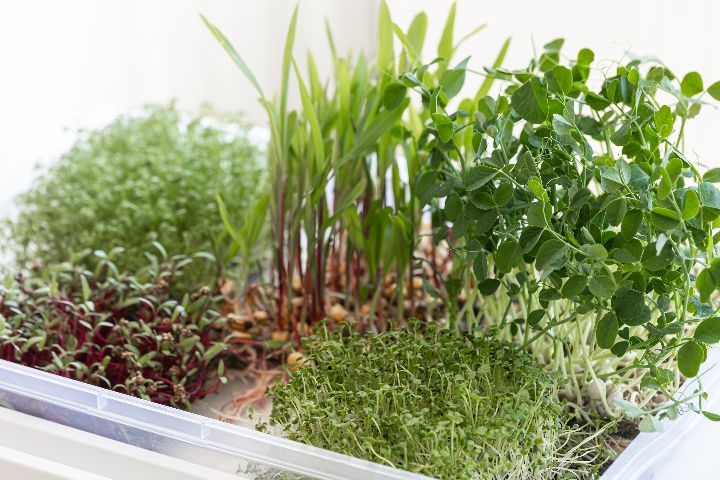what are microgreens