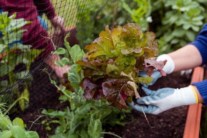 what plants to not plant together