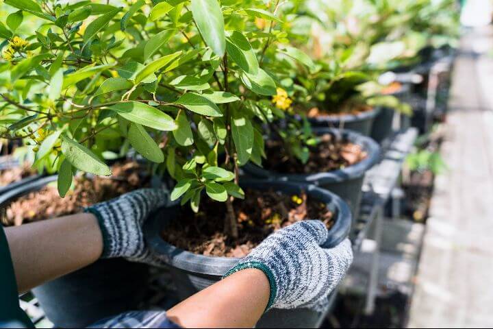 woman tending to plants
