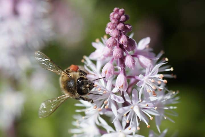 greenhouse pollination