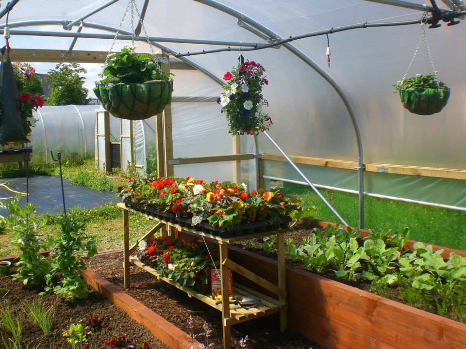 Polytunnel4