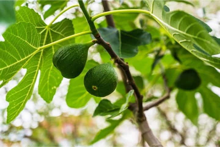 Figs growing on a tree, a drought tolerant fruit suitable for polytunnels