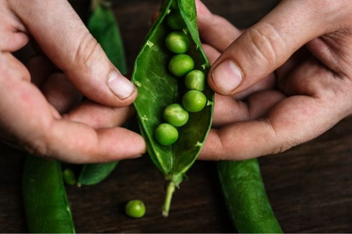 Freshly harvested peas, an example of a drought tolerant crop