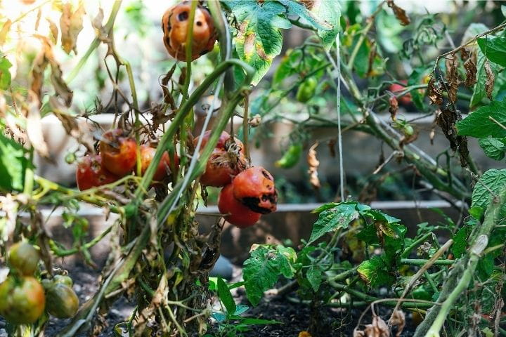 Tomato plant with advanced late blight causing widespread leaf damage and collapse
