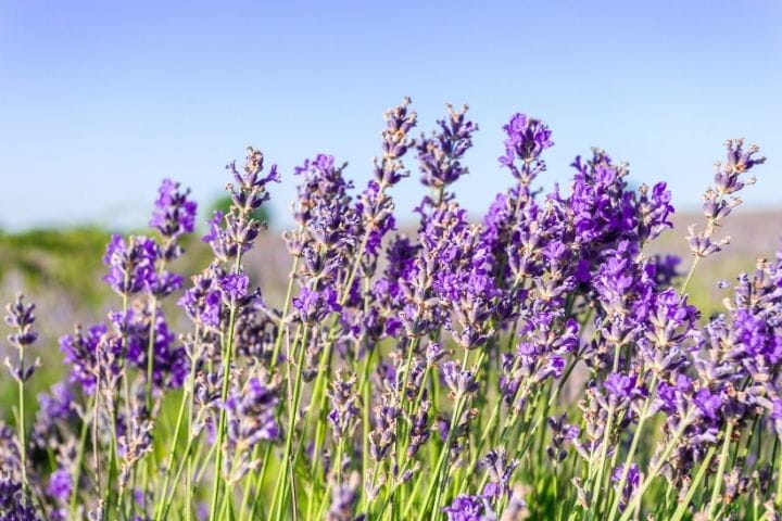 Lavender used as a companion plant in a vegetable garden to attract pollinators