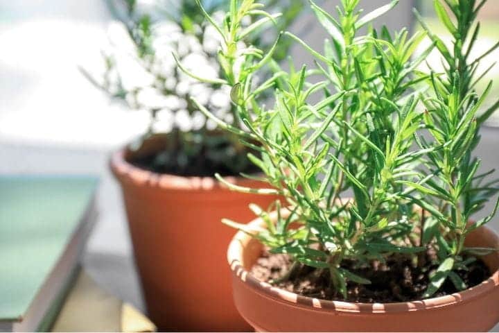 Potted Mediterranean herbs like rosemary and thyme growing in dry conditions