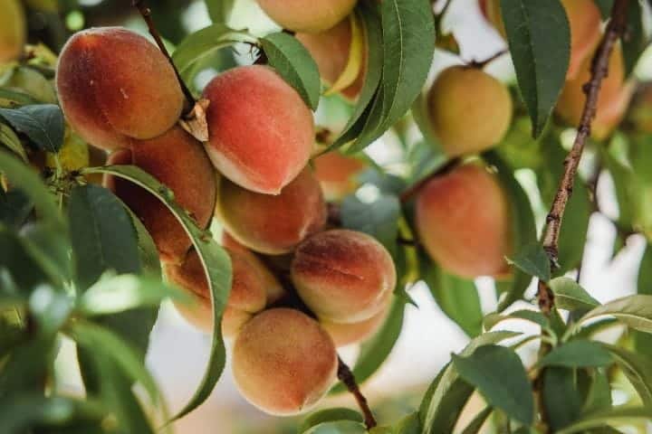 Peaches growing on a fruit tree in a protected environment