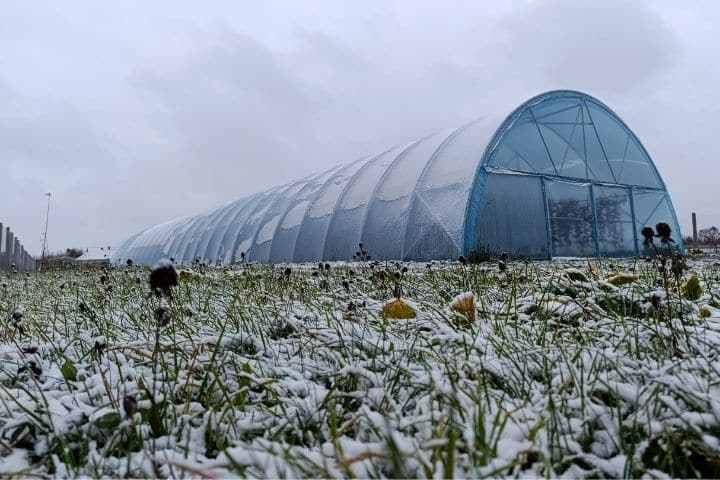 Polytunnel protecting crops from heavy rain and wind in UK conditions
