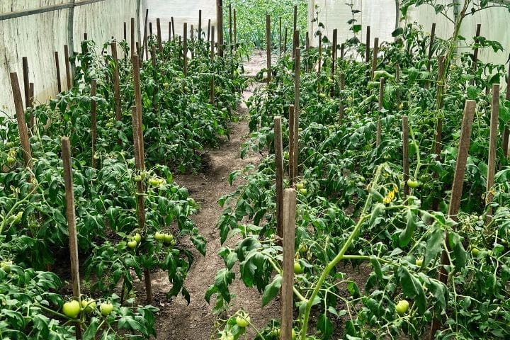 Neatly arranged crop rows inside a polytunnel survival garden for efficient food production