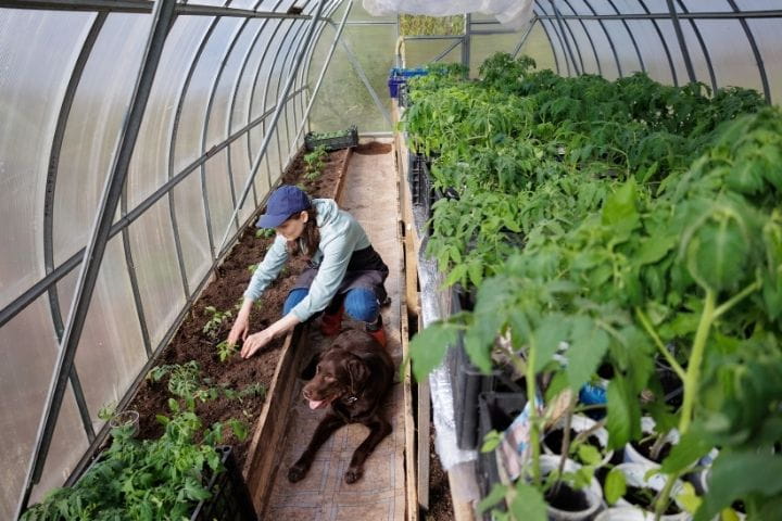 Planting and maintaining raised beds in a polytunnel survival garden for better soil control