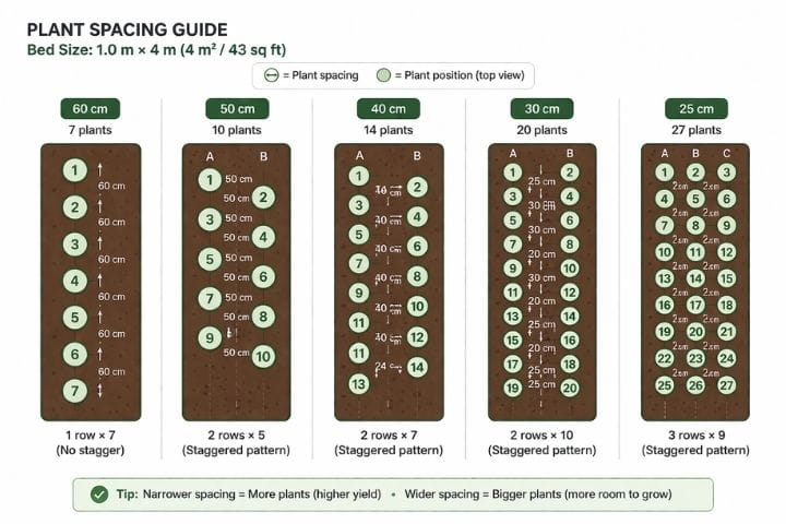 Raised bed vegetable spacing guide showing how many plants fit in a small garden space