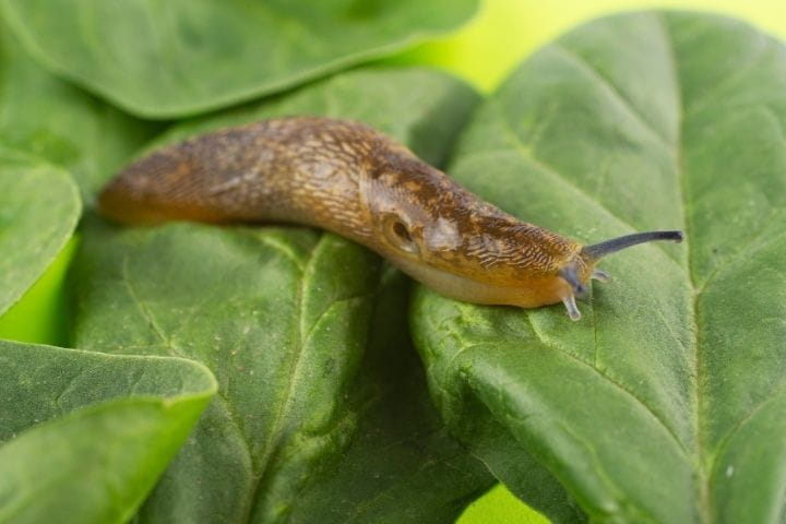 Slug on leafy vegetable showing common pest issues in raised bed gardens