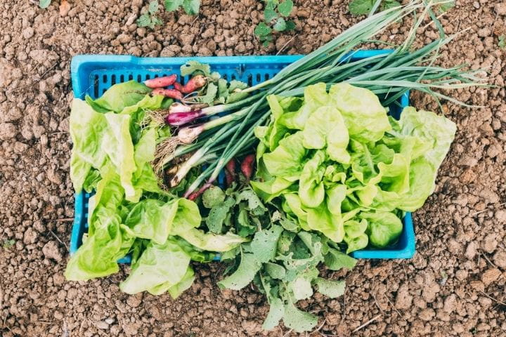 Leafy greens harvested from a survival garden grown inside a polytunnel environment