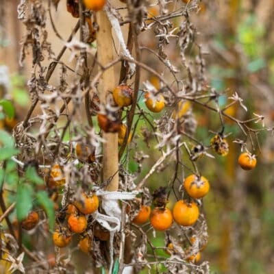 Severely blighted tomato plant with shrivelled leaves and rotting fruit