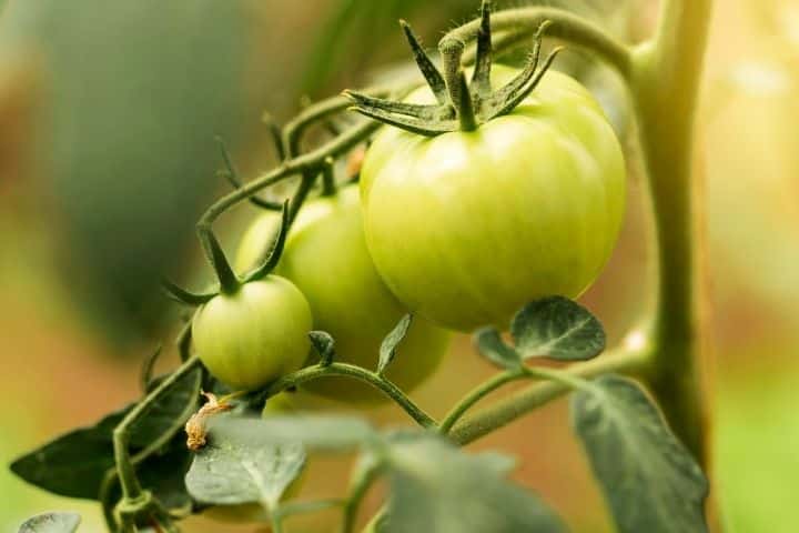 Are polytunnels worth it to grow Tomatoes
