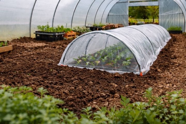 Tunnel cloche covering young seedlings inside a polytunnel to create a warm microclimate