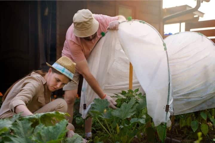 Gardeners lifting a fleece cloche to check and protect young plants in a vegetable bed