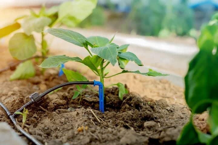 Young vegetable seedlings being watered during early growth stage