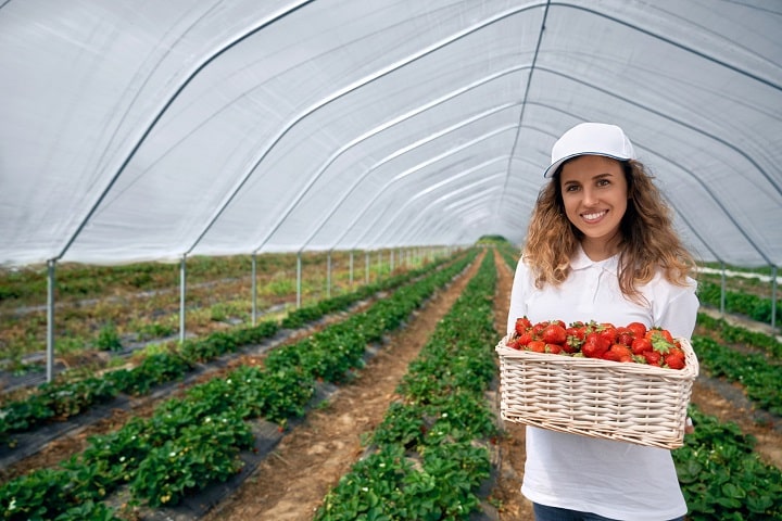 Do you need planning permission for a polytunnel crops