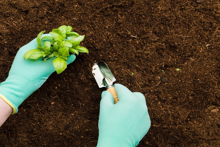 garden windbreak ideas germination rate