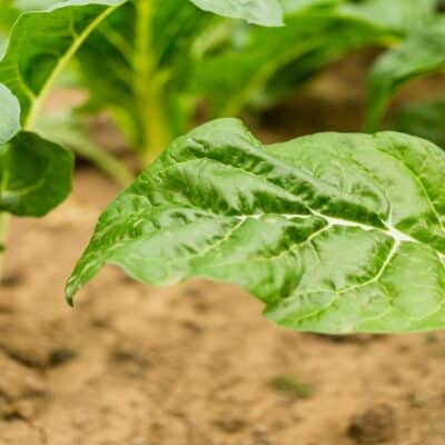 grow spinach featured image